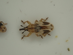 Peristoreus eustictus