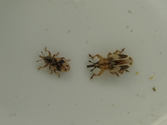 Peristoreus eustictus