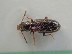 Salpingidae