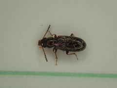 Salpingidae