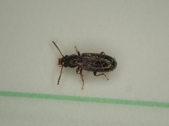 Salpingidae