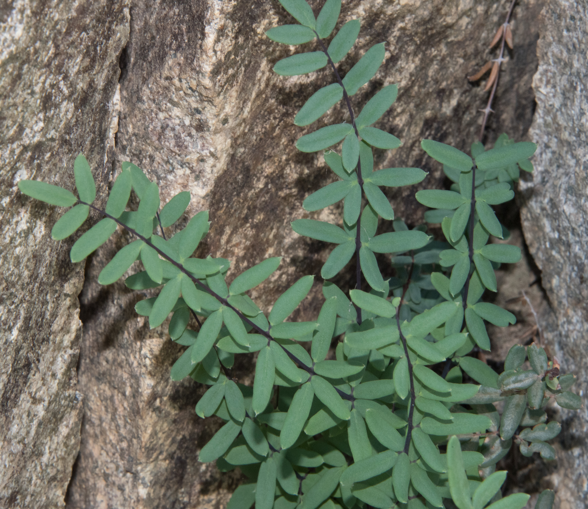 Pellaea wrightiana