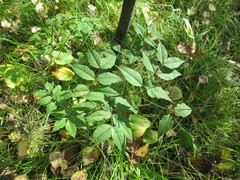 Vicia venosa baicalensis