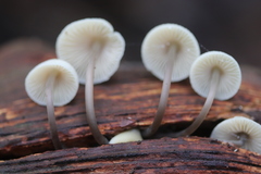 Mycena arcangeliana