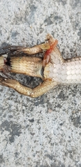 Takydromus wolteri