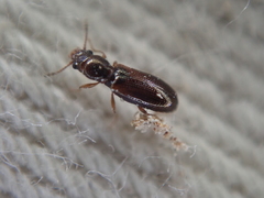 Salpingidae