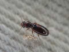 Salpingidae