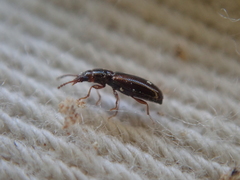 Salpingidae