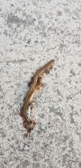 Takydromus wolteri