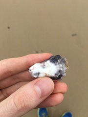 Saccostrea glomerata