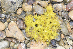 Sarcothalia marginifera