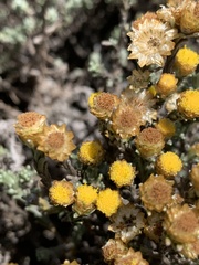 Helichrysum obductum
