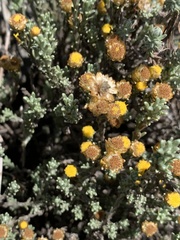 Helichrysum obductum