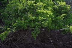 Azima tetracantha