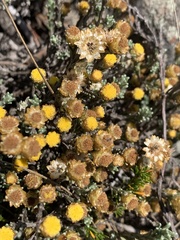 Helichrysum obductum
