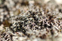 Eutardigrada