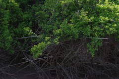 Azima tetracantha