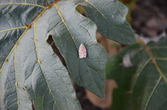 Peritornenta circulatella