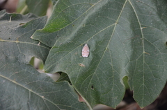 Peritornenta circulatella