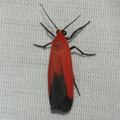 Ptychoglene coccinea