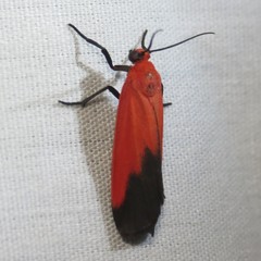 Ptychoglene coccinea