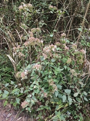 Abelia chinensis