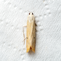 Scirpophaga incertulas