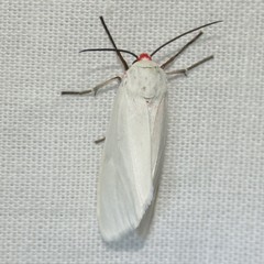 Pygarctia roseicapitis