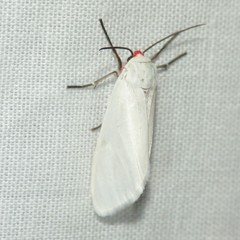 Pygarctia roseicapitis