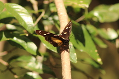 Hypolimnas anthedon wahlbergi