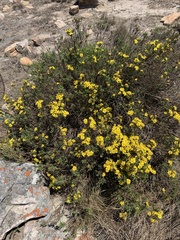 Arrowsmithia tenuifolia