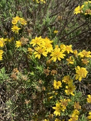 Arrowsmithia tenuifolia