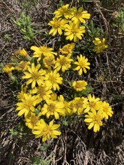 Arrowsmithia tenuifolia