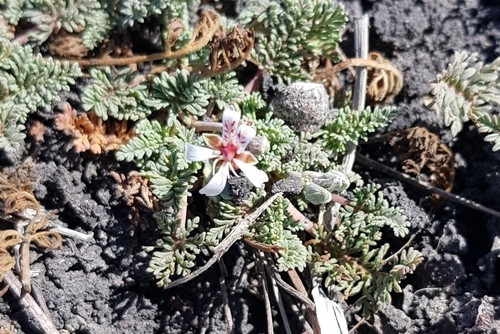 Erect Little Storksbill (Pelargonium nelsonii)