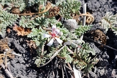 Pelargonium nelsonii