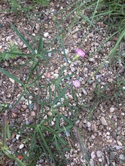 Ipomoea costellata