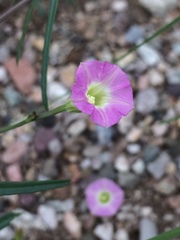 Ipomoea costellata