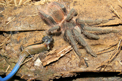 Lasiodora