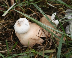 Geastrum elegans