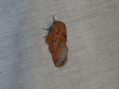 Phyllodesma tremulifolia