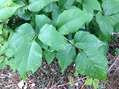 Toxicodendron radicans