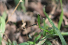 Agriocnemis falcifera