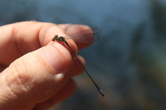 Pseudagrion hageni