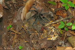 Lasiodora