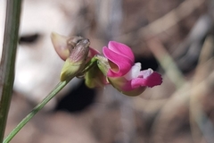 Dolichos angustifolius