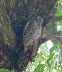 Otus senegalensis
