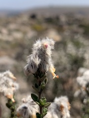 Syncolostemon eriocephalus