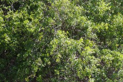 Azima tetracantha
