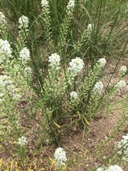 Lepidium thurberi