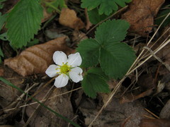 Fragaria orientalis